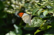 Great Orange Tip