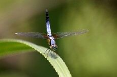 Blue Dasher