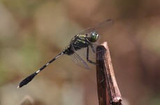 Green Skimmer