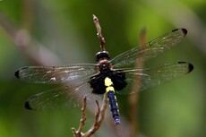 Pied Skimmer