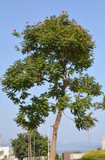 African Tulip Tree