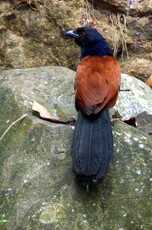 Greater Coucal