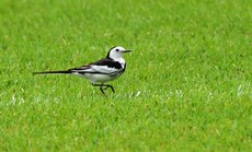 White Wagtail