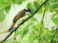 Chinese Bulbul