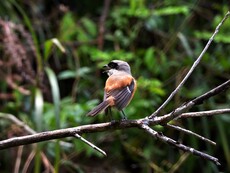 Long-tail Shrike