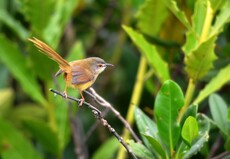 Yellow-bellied Prinia