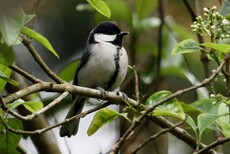 Great Tit