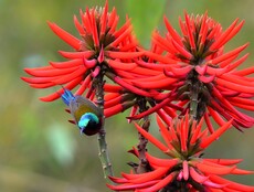 Fork-tailed Sunbird