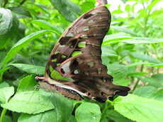 Tailed Jay