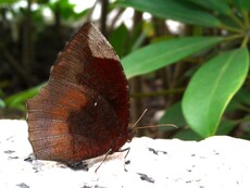 Common Palmfly