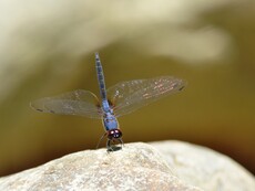 Indigo Dropwing