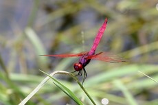 Crimson Dropwing