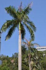 Royal Palm