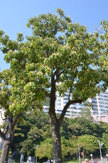 Candlenut Tree