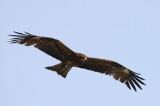 Black Kite