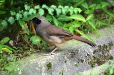 Masked Laughingthrush