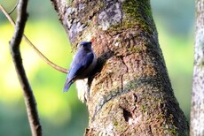 Velvet-fronted Nuthatch