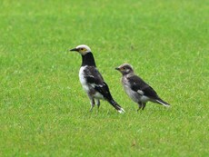 Black-collared Starling