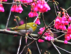 暗綠繡眼鳥