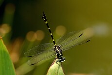 霸王葉春蜓