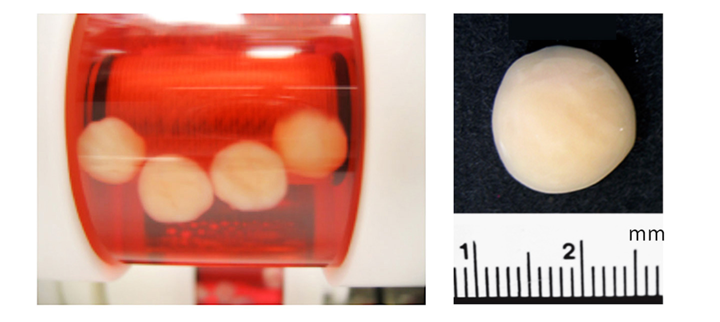 <em>圖三（左）：</em>橫軸旋轉生物反應器培養三維組織<br>
<em>圖四（右）：</em>製成的軟骨