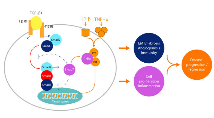 形成傷疤的主要通道──信號傳遞途徑TGF-β1（轉化生長因子-β1）