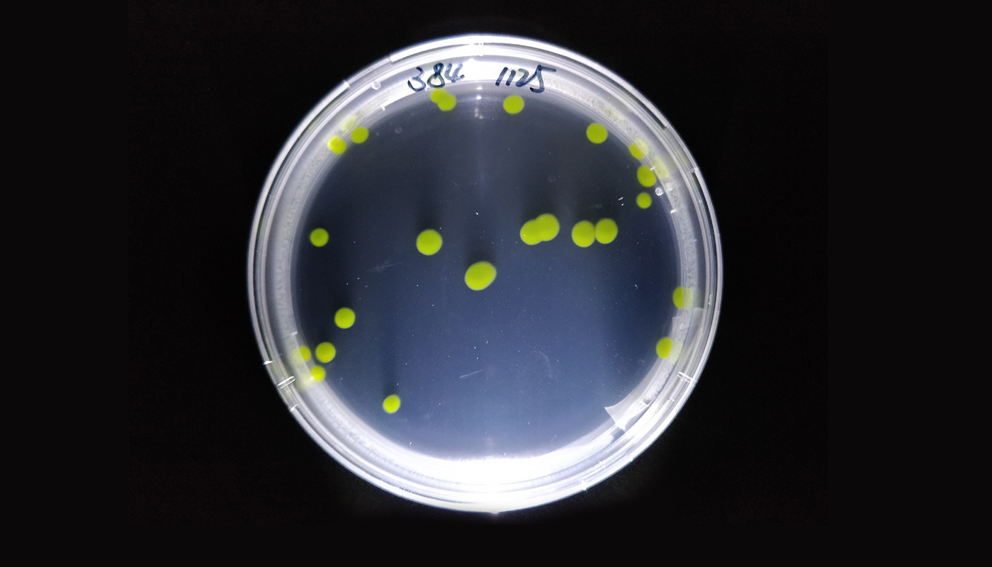 原綠球藻（<em>Prochlorococcus</em>）