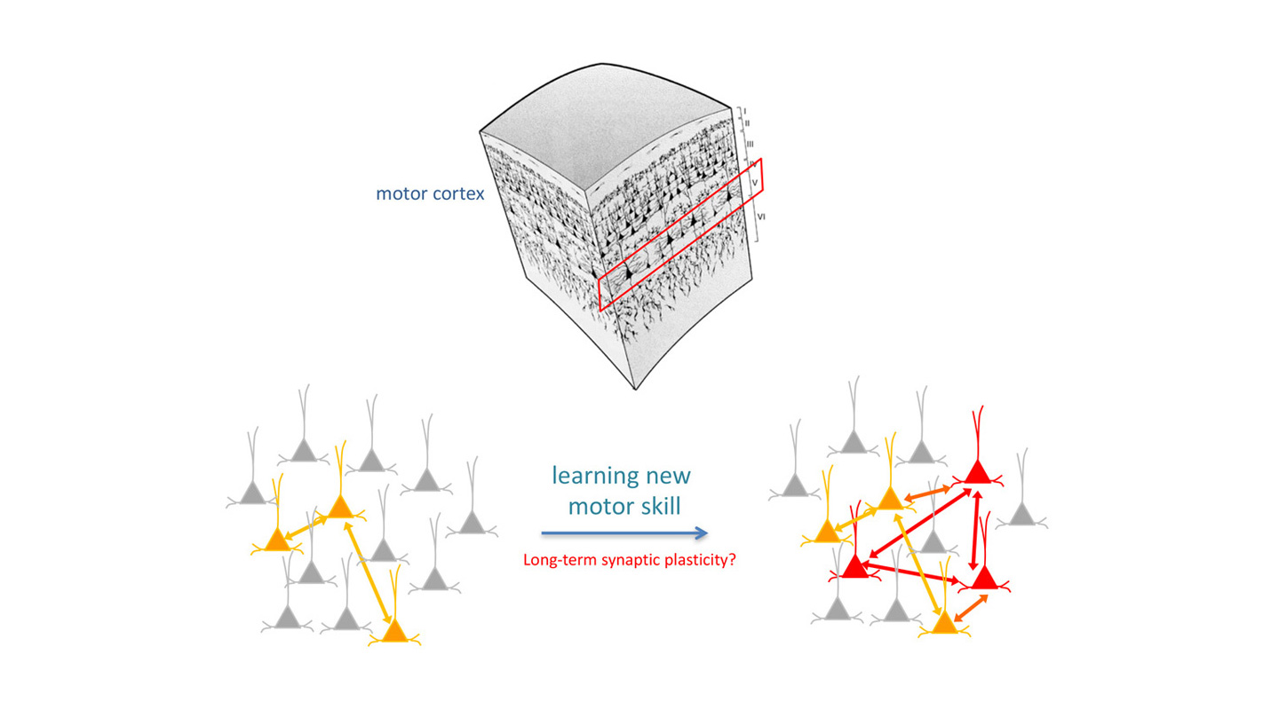 Learning a new motor skill connects individual neurons to form a new network