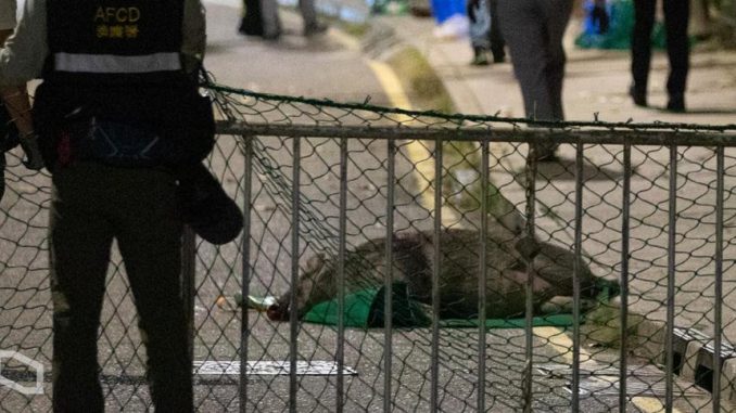 157_editorial 一隻野豬臥屍路上,警察手持捕獸網在旁戒備。