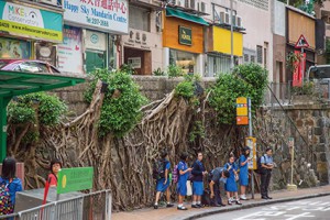 今年八月路政署連夜斬去般咸道四棵百年石牆樹。(孫綺羚攝)