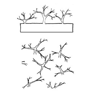 Dendritic hairs:|:樹狀毛:|:树状毛