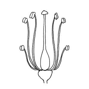 Tetradynamous:|:四強雄蕊:|:四强雄蕊