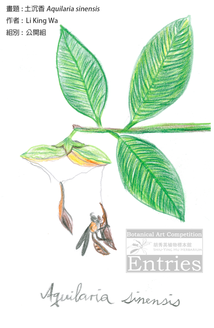 <i>Aquilaria sinensis</i>土沉香 