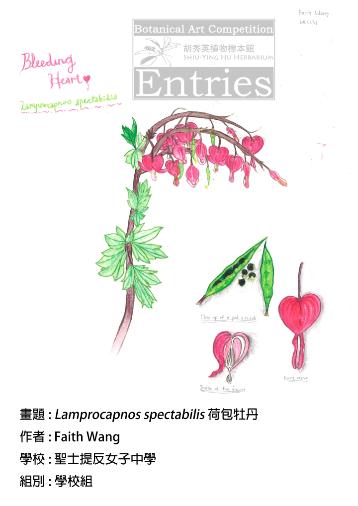 <i>Lamprocapnos spectabilis</i>
