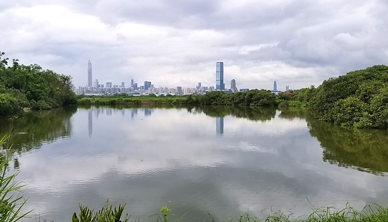 The study of the coastal ecosystems in the Greater Bay Area contributes to the research on the sustainability of megacities. (Photo Credit: Prof. Joe Lee)