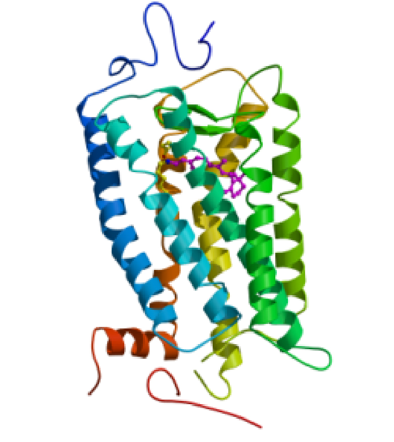 Rhodopsin: A photoreceptor and a prototypical model system for G protein-coupled receptors. This system has been the focus of Elsa Yan’s research for many years.