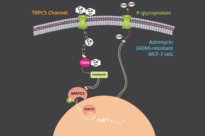 <strong>Role of TRPC5 in drug pump (p-glycoprotein) production in drug resistant cancer cells. </strong><br>
Ca<sup>2+</sup> entry through TRPC5 channels, stimulates P-glycoprotein overproduction in drug-resistant breast cancer cells. Inhibiting/suppressing TRPC5 could reverse the drug resistance.
