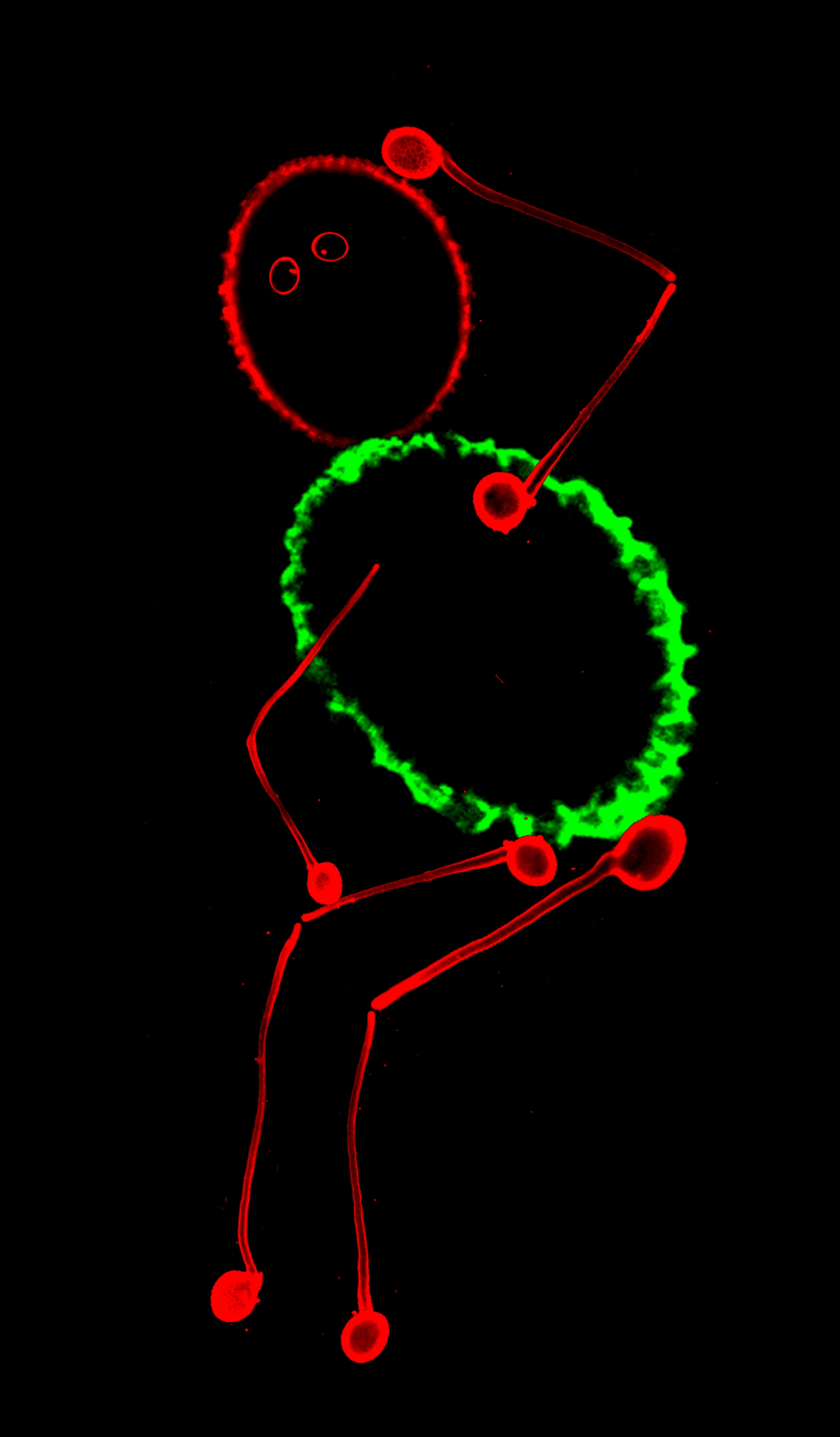 Pollen Tube