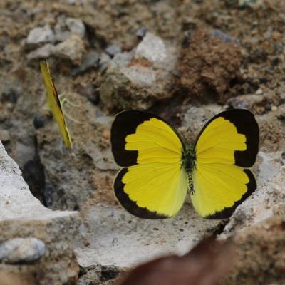 Danum Valley Field Study 36 20160901 1005516078