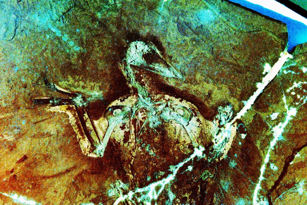 Laser-stimulated fluorescence (LSF) image of the Early Cretaceous beaked bird Confuciusornis, showing large shoulders that powered the wing upstroke. Image Credit: Pittman et al. 2022.