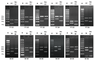 The team generates “genetic ID” for "Fa Yiu Tsai" (top) and "See Mew" (bottom) using DNA markers.