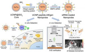 The design rationale of the UCNP-peptide-AIEgen nanoprobe for the detection and inhibition of biomarkers in PD models. Under the near-infrared detection laser, the reporting unit detects the inflammation in the deep brain by the MMP3-triggered fluorescence emission. Meanwhile, the nanoprobes deliver the therapeutic regents into the neuron cells to inhibit further neurodegeneration. The unique features of the nanoprobe platform provide new insights for the treatment of neurodegenerative diseases.