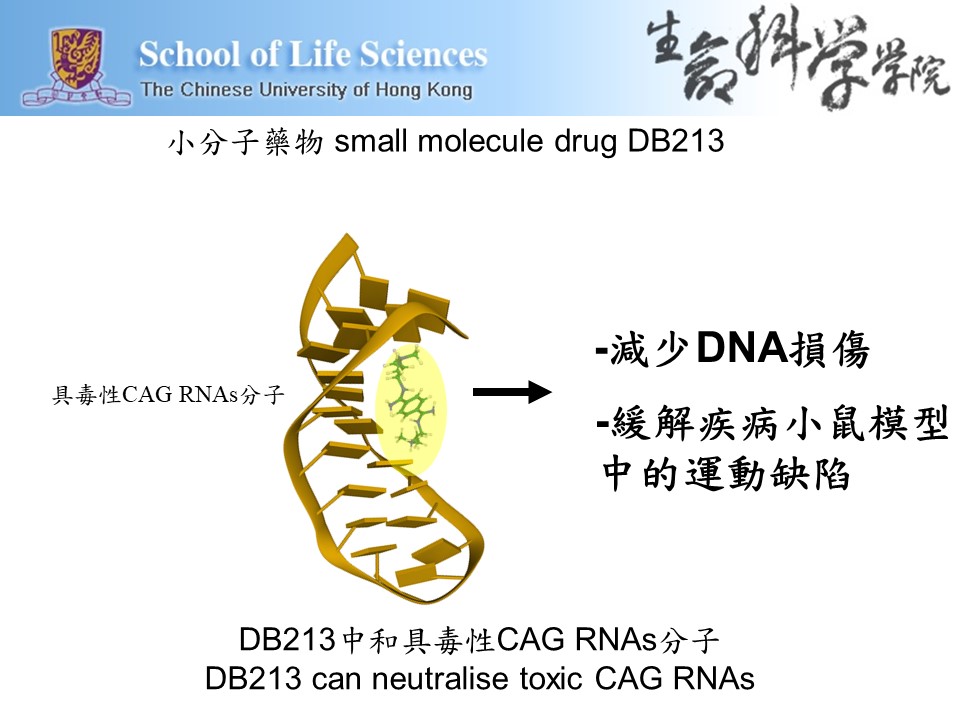 小分子藥物DB213可中和具毒性的CAG RNAs分子