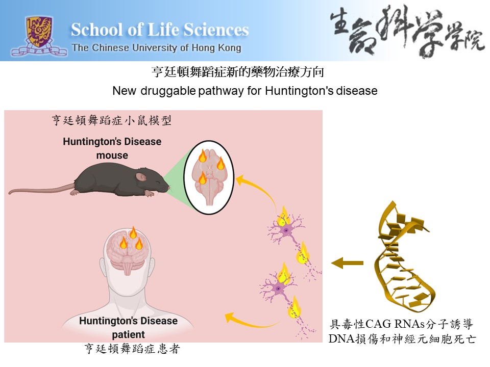 A new druggable pathway for Huntington's disease