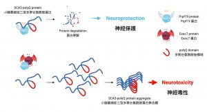 Prpf19 degrades the disease protein of SCA3 and alleviates its toxicity. Exoc7 protein restrains Prpf19 from functioning the degradation, causing it to lose its beneficial effects on SCA3.