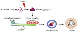 The amounts of receptor proteins NRBI can affect the interaction affinity between ATG8 and SH3P2. This competitive mechanism may enable the cells to efficiently make a decision for cargo selection.