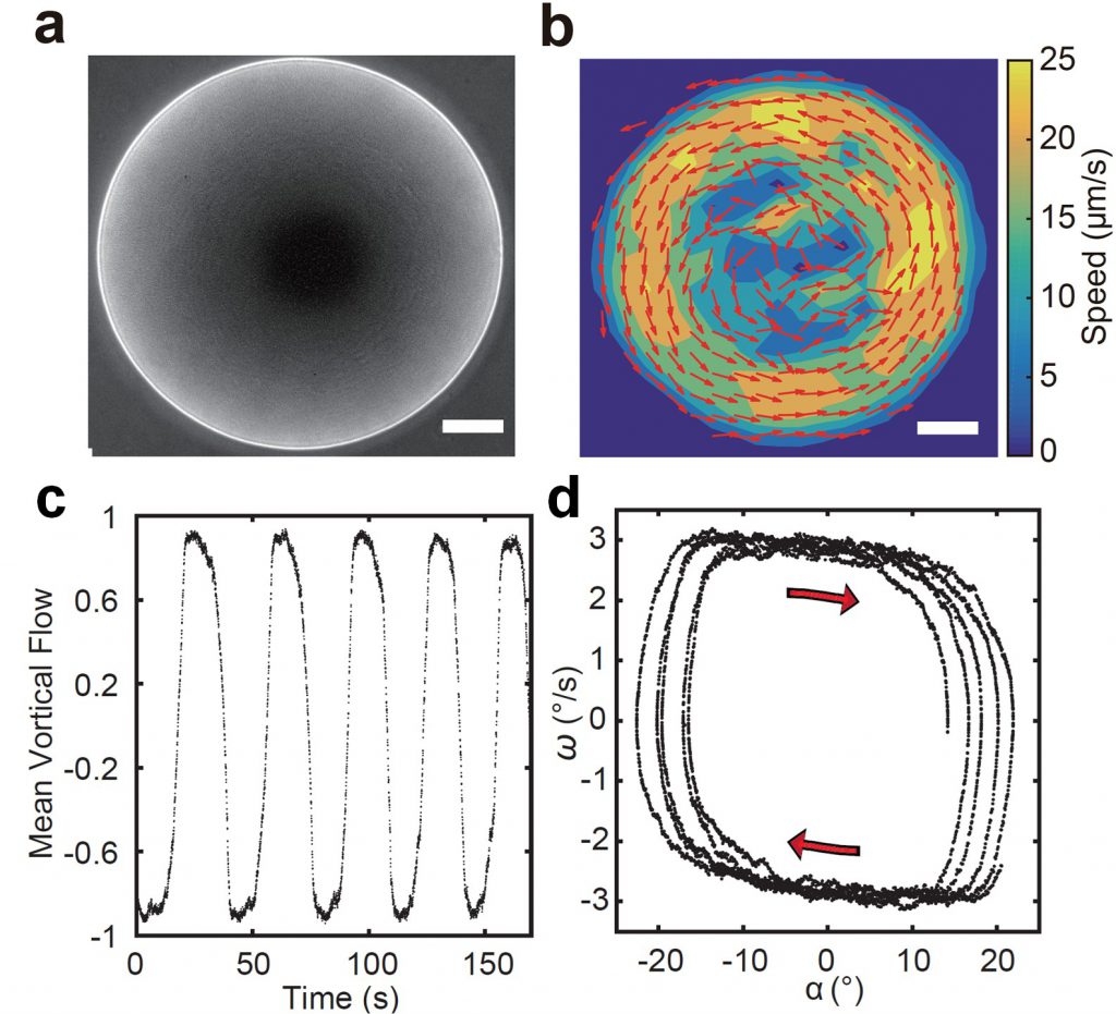 Figure: (a) Microscopy image of a giant vortex formed by the bacterial active matter. (b) Instantaneous velocity field of a giant vortex. Scale bar in a, b is 250 µm. (c) Periodic switching of the rotation direction of a giant vortex, oscillating like a torsional pendulum. (d) Phase space trajectory of an oscillatory giant vortex.