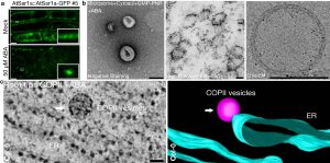 a. Plant Sar1 homolog AtSar1a is regulated by abscisic acid (ABA) to form large puncta in vivo. <br />
b. In vitro formed COPII vesicles are observed by transmission electron microscopy (TEM) or cryogenic EM. <br />
c. 3D-electron tomography (ET) revealed the in vivo ABA-induced ArSar1a-dependent giant COPII vesicles.