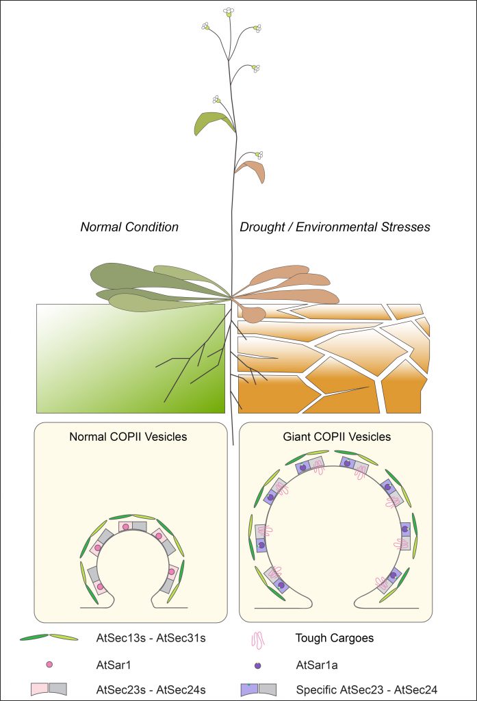 The research team conducts experiments on Arabidopsis to compare the change of COPII vesicle formation under normal condition and drought / environmental stresses. It is found that giant COPII vesicle formation is mediated by AtSar1a under stress conditions for plants to accommodate to the increased demand of large transporters or ion channels trafficking in responses to the environmental stresses.