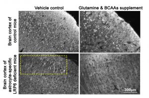 Direct supplementation of glutamine and BCAAs to LPR6 knockout mice improved neurite integrity in brain cortex.